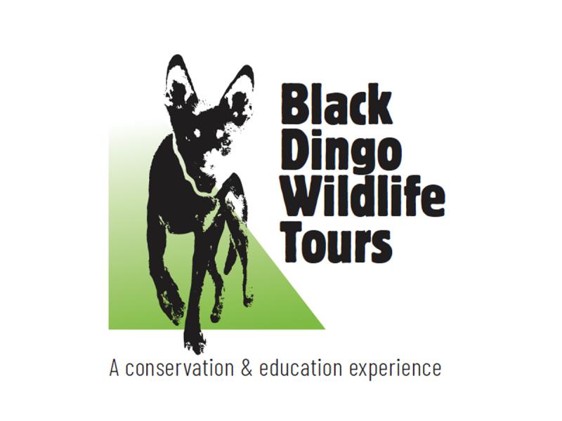 Black Dingo Logo